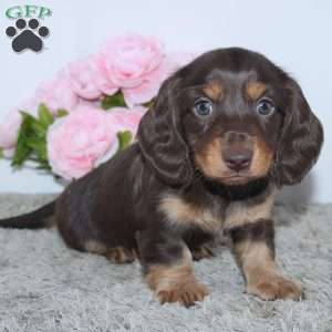 Rayna, Dachshund Puppy